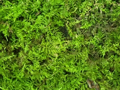 Thuidium delicatulum