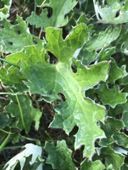Petasites frigidus