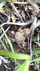 Phrynosoma hernandesi