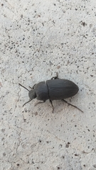 Opatrini