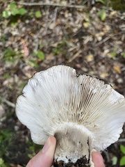 Russula nigricans