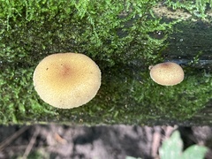 Tricholomopsis decora