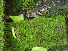 Thuidium delicatulum