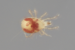 Mesostigmata