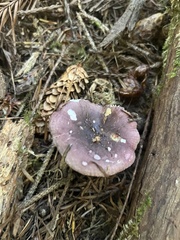 Russula atropurpurea