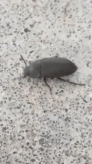 Opatrini