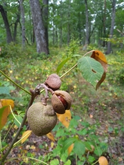 Aesculus sylvatica