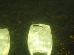 Salmo salar