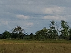 Haliaeetus leucocephalus