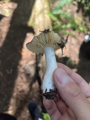 Russula atropurpurea
