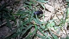Harpalus rufipes