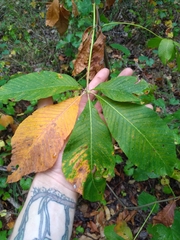 Aesculus sylvatica