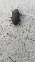 Opatrini