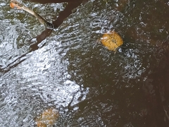 Trachemys scripta scripta