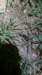Harpalus rufipes