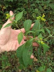 Verbesina occidentalis