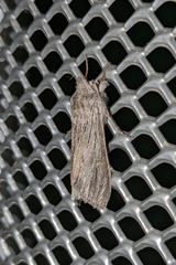 Cucullia intermedia