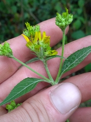 Verbesina occidentalis