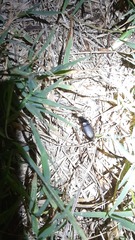 Harpalus rufipes