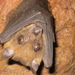 Angolan Soft-furred Fruit Bat - Photo (c) Cody Baldwin, some rights reserved (CC BY-NC-ND), uploaded by Cody Baldwin