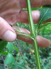 Verbesina occidentalis
