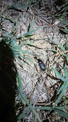 Harpalus rufipes