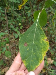 Verbesina occidentalis