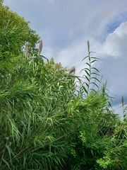 Arundo donax