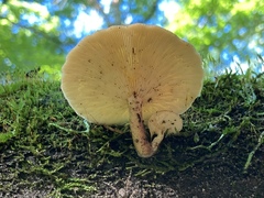 Tricholomopsis decora