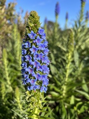 Echium