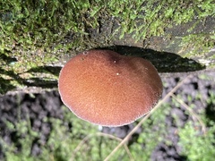 Tricholomopsis decora