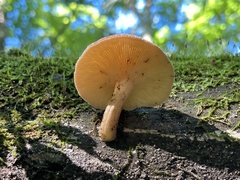 Tricholomopsis decora