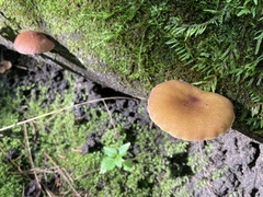 Tricholomopsis decora