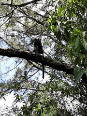 Callithrix penicillata