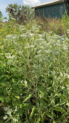 Eupatorium