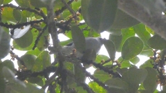 Thraupis sayaca