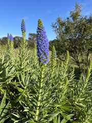 Echium