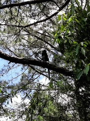 Callithrix penicillata