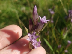 Gentianella amarella