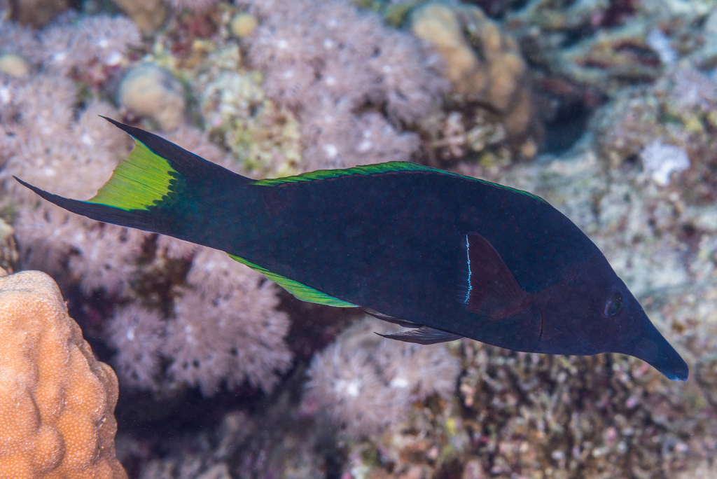 Red Sea Bird Wrasse