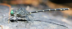 Stylogomphus albistylus