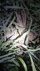 Leporidae