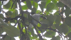 Thraupis sayaca