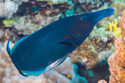 Red Sea Bird Wrasse