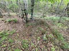 Sambucus canadensis