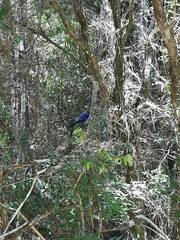 Cyanocorax caeruleus