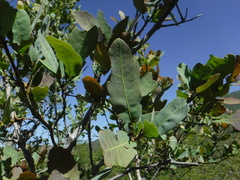 Quercus glaucoides
