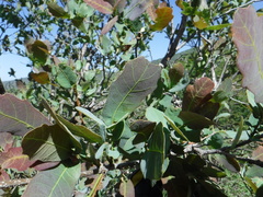 Quercus glaucoides