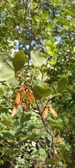 Acer monspessulanum