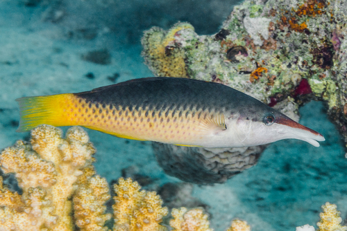 Red Sea Bird Wrasse